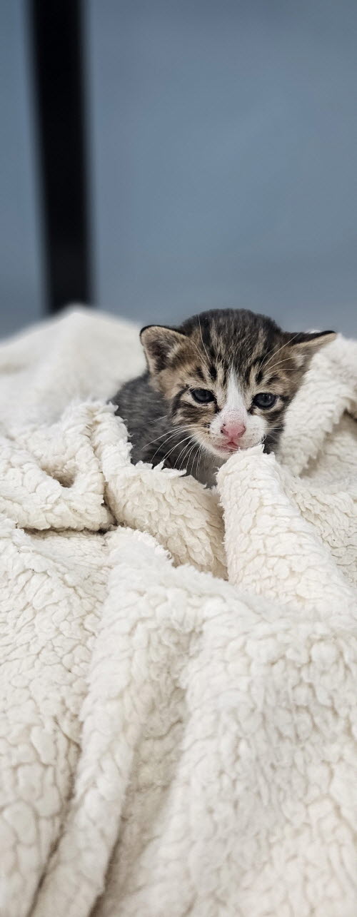 익산유기동물보호소_445468202502922